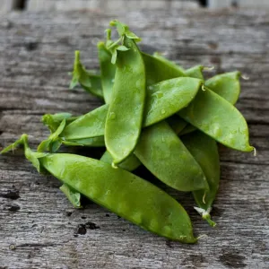 Oregon Giant Snow Pea (65 Days)